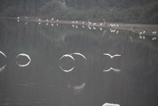 水面上的飞鸟与倒影
