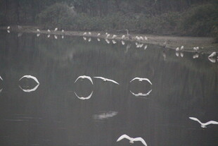 湖面上飞翔的白色鸟儿