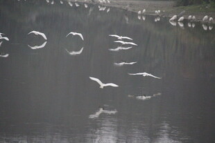 群鸟于水面上空飞翔