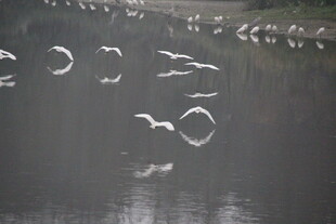 群鸟于湖面之上翩翩飞舞