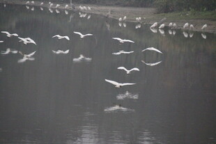 群鸟于水面上空飞翔