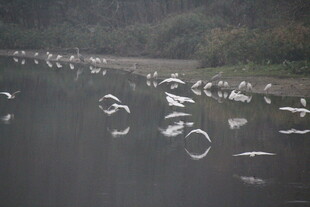 群鸟翔集于水面