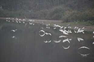 群鸟翔于水面的自然美景