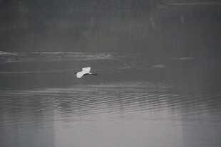 湖面上飞翔的白色鸟儿