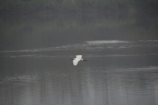 水面上飞翔的白色鸟儿