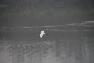 白鹭于水边优雅伫立
