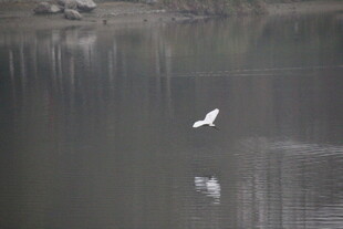 白鹭于水边优雅飞翔