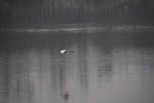 湖面孤鸟