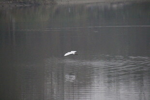 白鹭立于平静水面