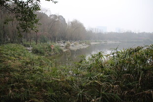 湖畔绿植环绕的静谧景致