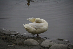 岸边单脚站立的白鹅