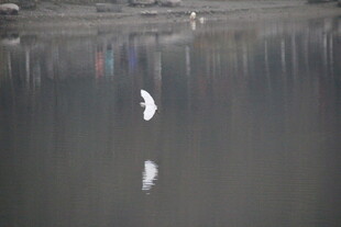 水面飞鸟倒影静谧景象