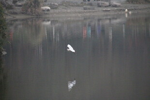 湖畔飞鸟 静谧自然景致