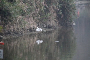 河畔白鹭栖息于宁静水面