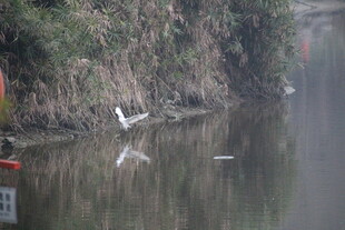 河畔白鹭静立水中倒影