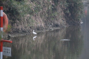 河畔白鹭静立水中倒影