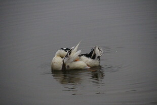 水中休憩的几只鸟儿