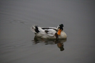 水中游弋的多彩鸭子