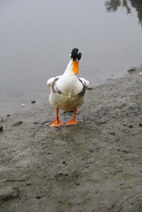 岸边单只鸭子的生动瞬间