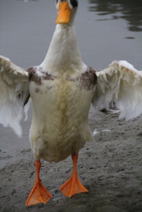 展翅的萌态鸭子