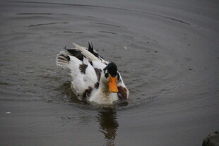 水中游弋的黑白花鸭子
