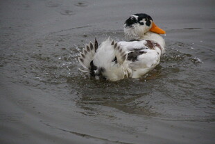 水中嬉戏的黑白花纹鸭子