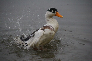 鸭子水中嬉戏溅起水花