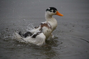鸭子水中嬉戏溅起水花