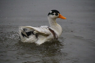 水中鸭子梳理羽毛