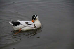 水中游弋的黑白鸭子