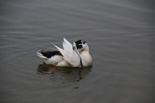 水面上亲昵的两只鸭子