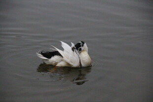 水面上亲昵的两只鸭子