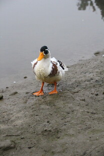 岸边的彩色鸭子