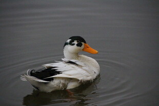 水中游弋的黑白花鸭子