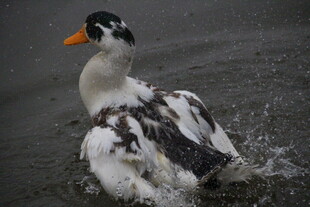 雨中戏水的黑白花鸭子