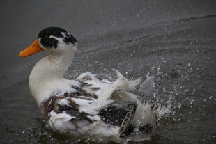 水中嬉戏的多彩鸭子