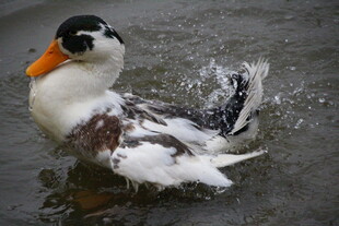 鸭子水中嬉戏溅起水花