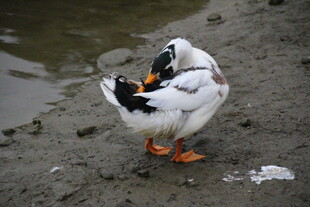 岸边白鸭自顾整理羽毛