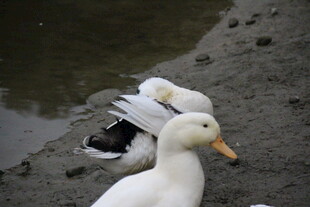 岸边休憩的几只鸭子