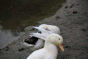 岸边休憩的几只鸭子