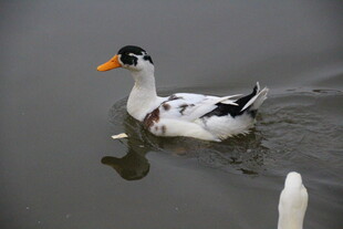 水中黑白鸭悠然游动