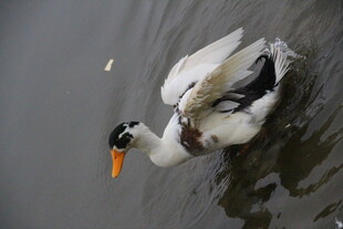 水中白鸭低头觅食