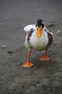 沙滩上的彩色鸭子