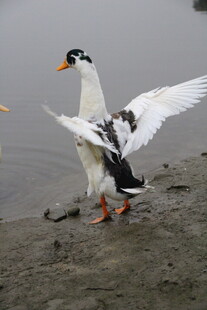 岸边展翅的白鸭