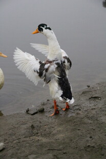 岸边展翅的黑白鸭子