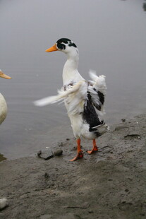 岸边展翅的黑白鸭子