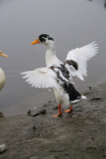 水边展翅的黑白鸭子