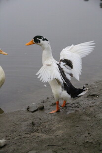 展翅的黑白鸭于岸边