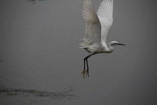 白鹭展翅于水面之上