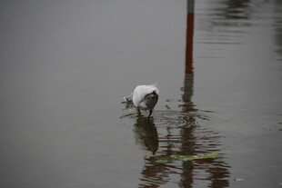 雨中猫咪在积水处低头